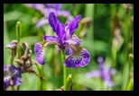 Kent - Leeds Castle -05-06-2014 - Bogdan Balaban